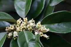 Elaeagnus kologa